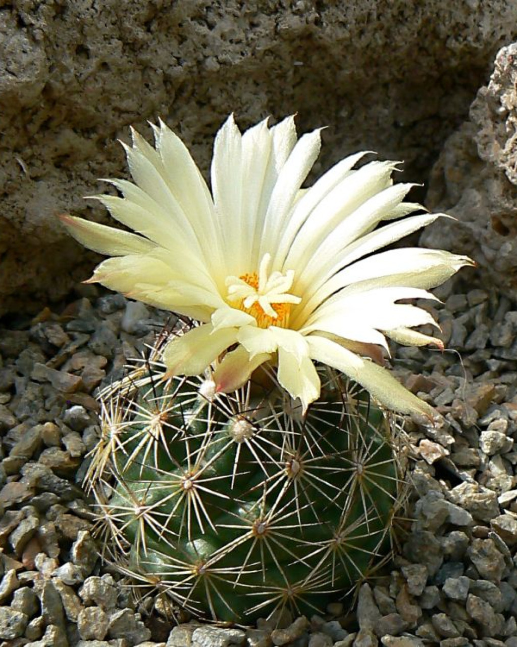 Coryphantha neglecta