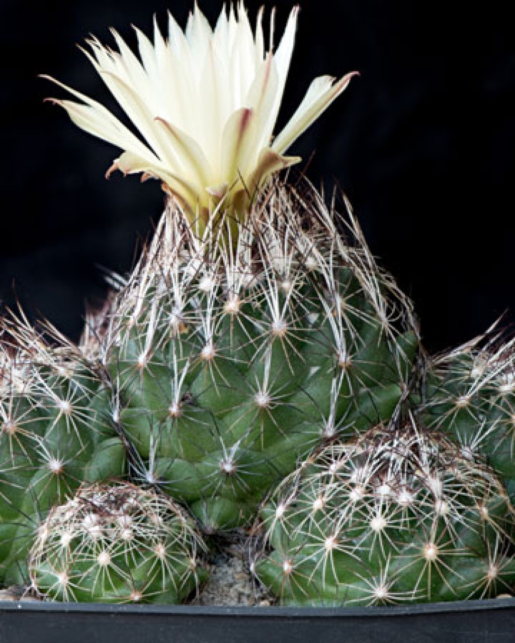 Coryphantha Neglecta