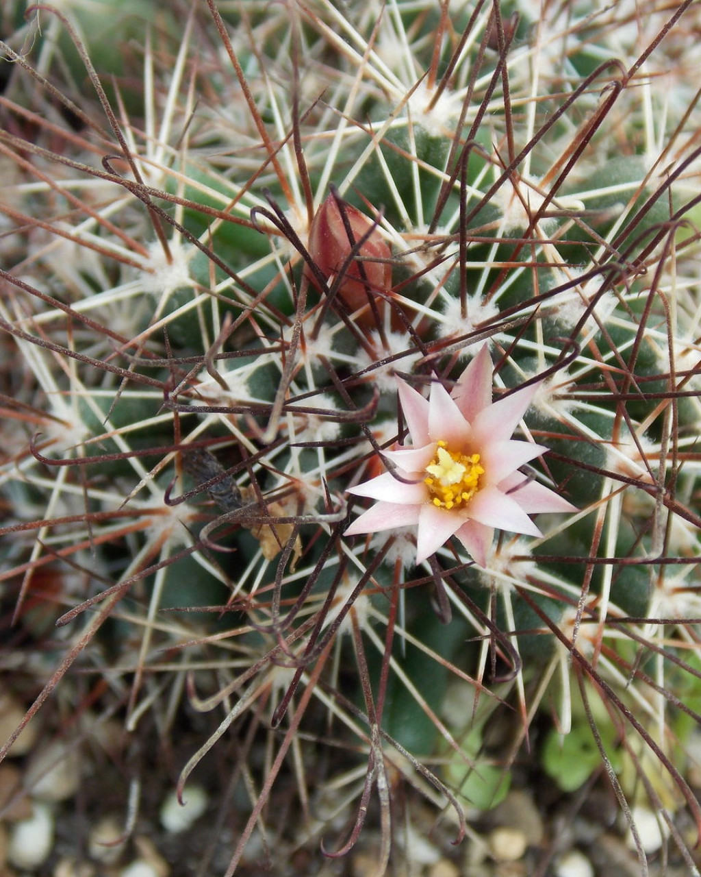 Coryphantha odorata