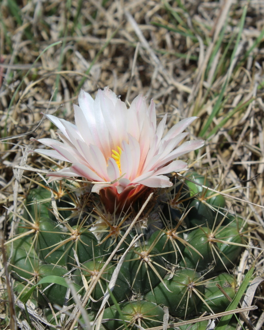 Coryphantha ottonis