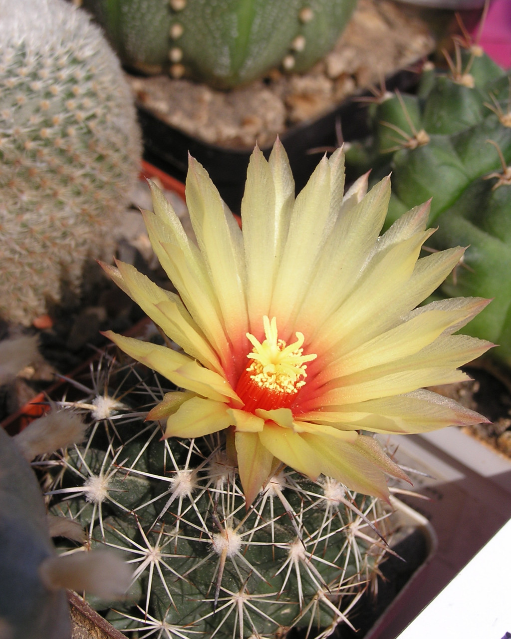 Coryphantha pallida