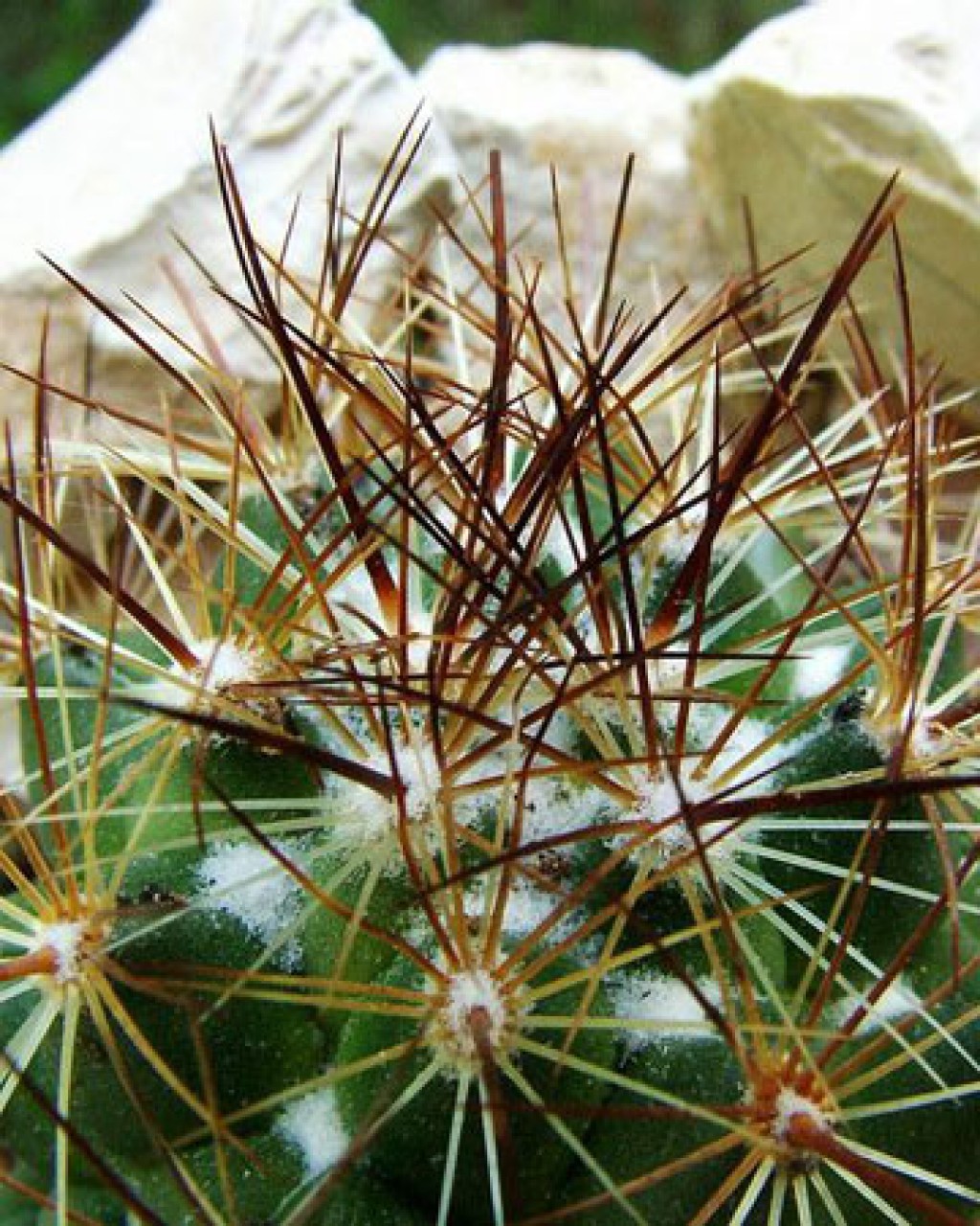 Coryphantha Pseudoechinus