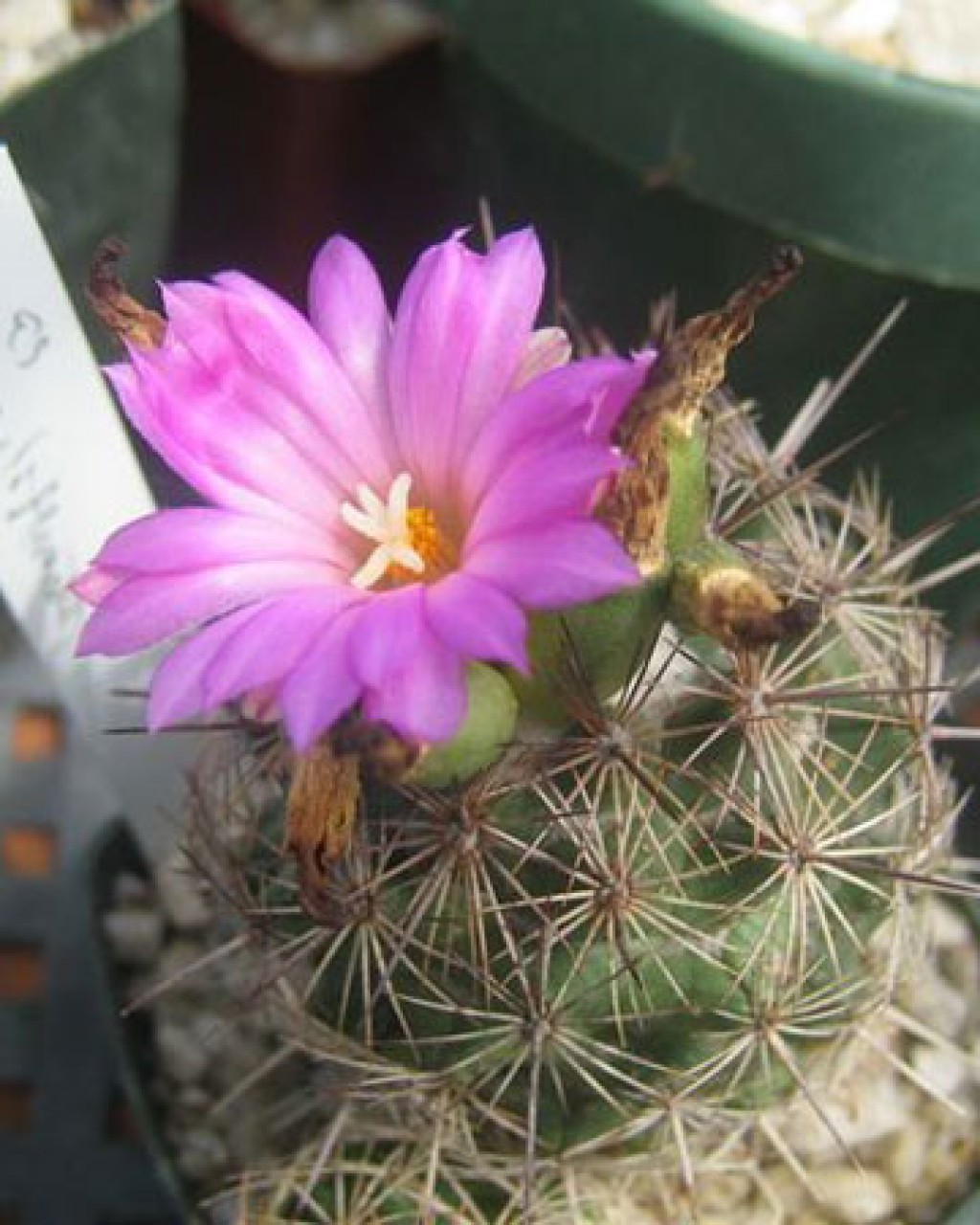 Coryphantha Pusilliflora