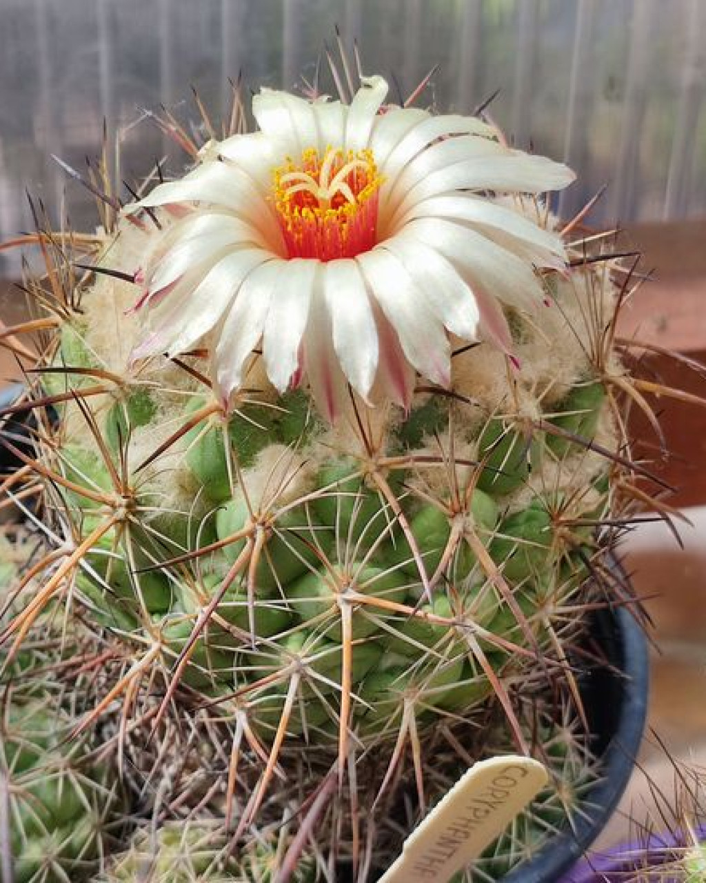 Coryphantha reduncispina