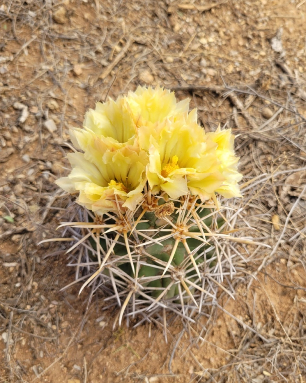 Coryphantha robustispina