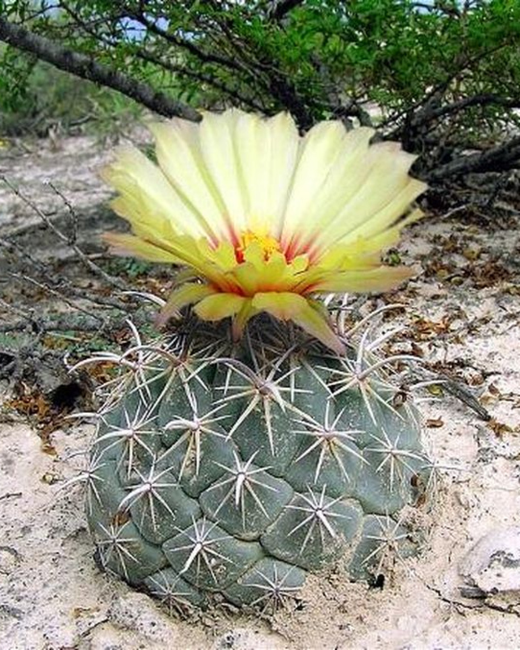 Coryphantha salinensis
