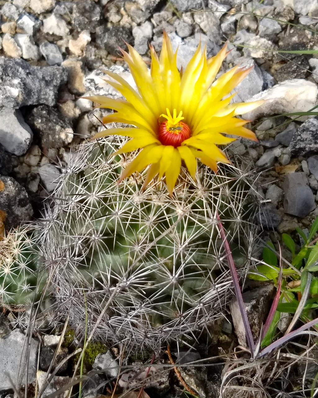 Coryphantha sulcata