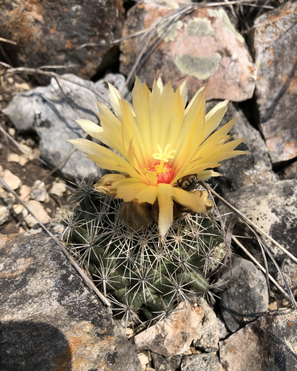 Coryphantha vaupeliana