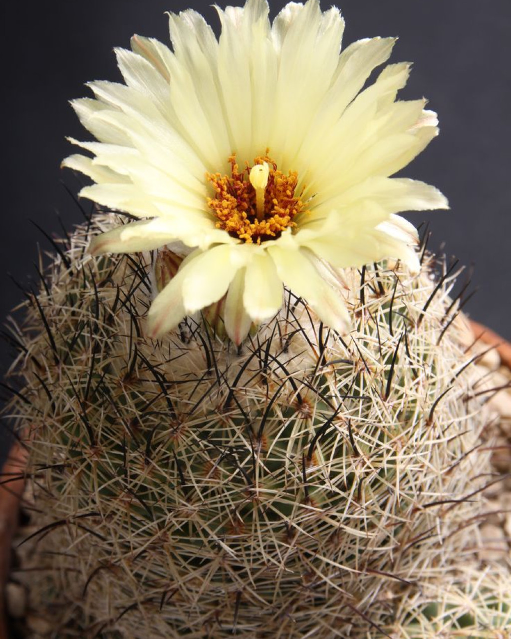 Coryphantha werdermannii