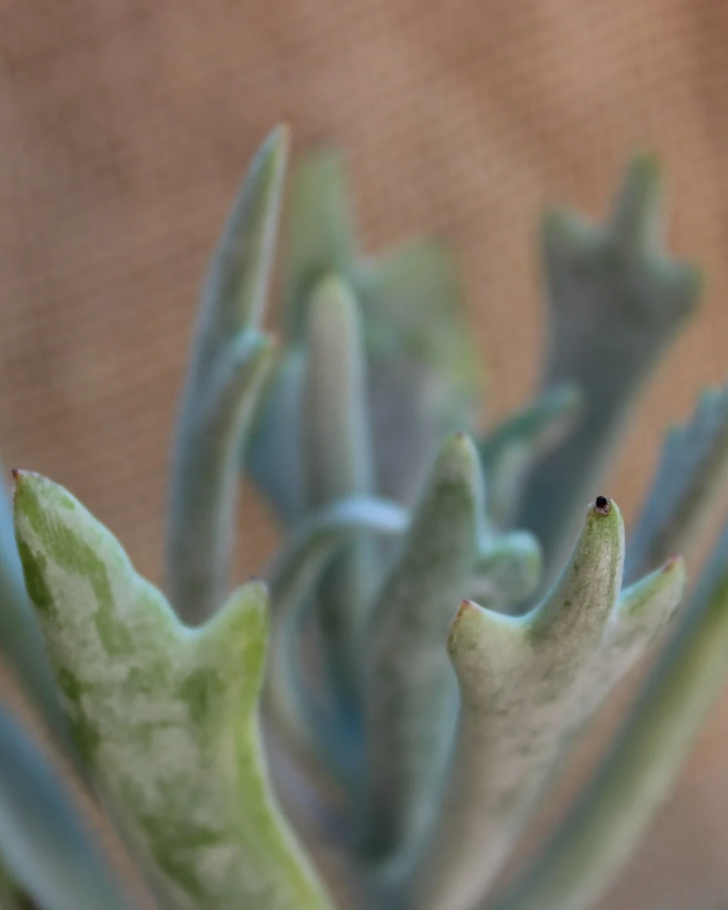 Cotyledon orbiculata 'Elk Horns'