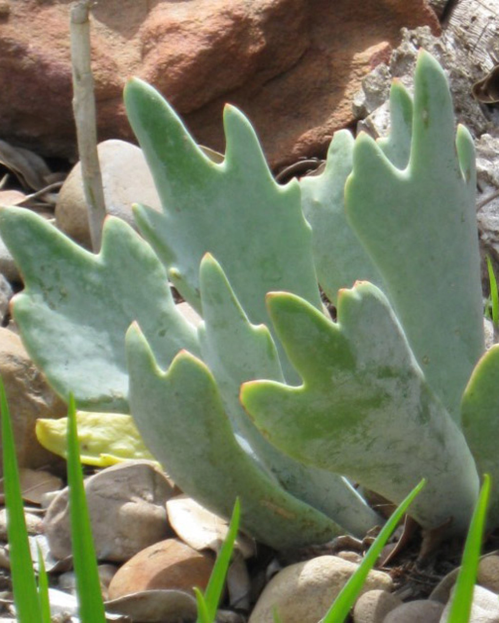Cotyledon orbiculata var. oblonga 'Takbok'