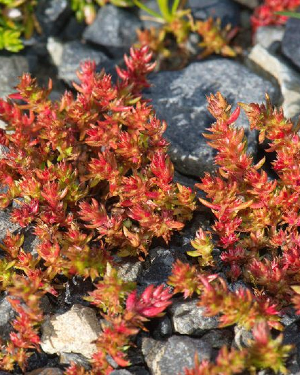 Crassula alata
