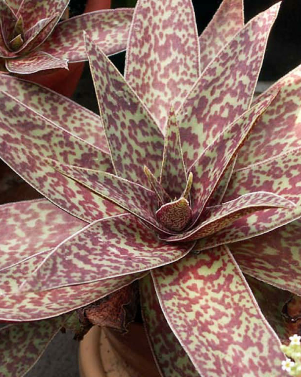 Crassula alba var. parvisepala