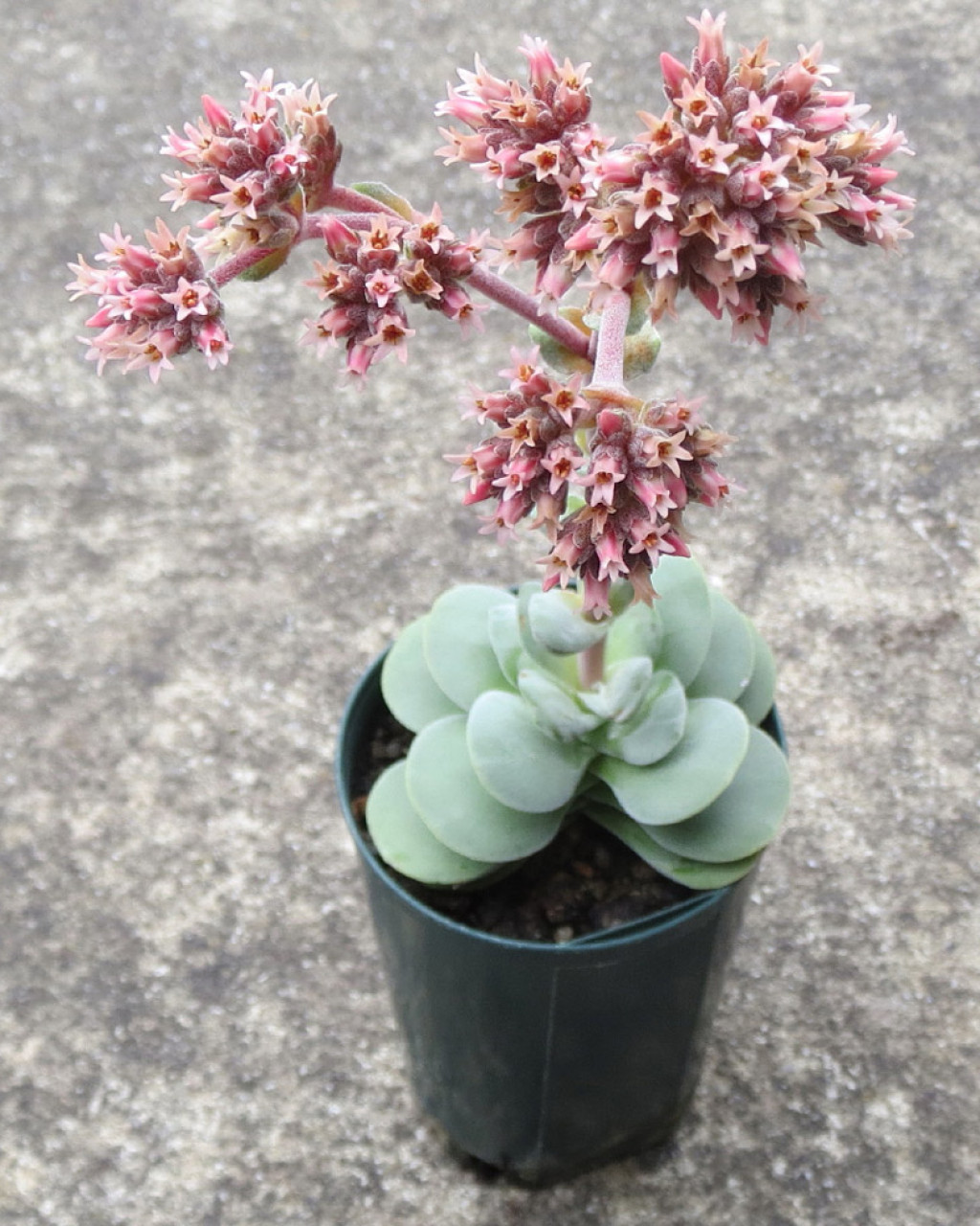 Crassula 'Alice Herbert'