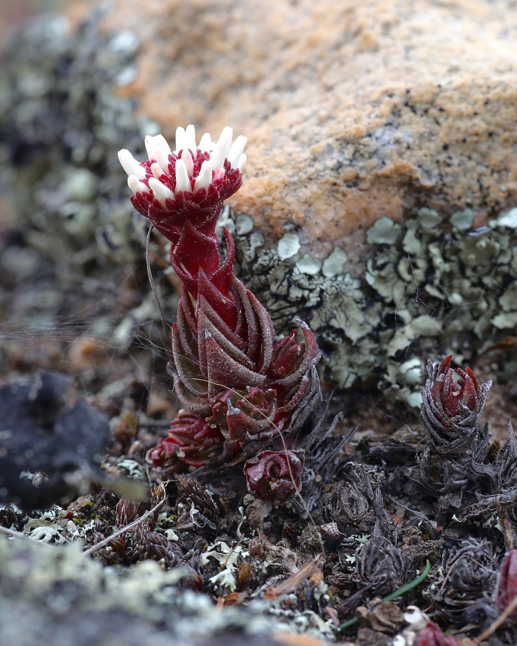 Crassula alpestris