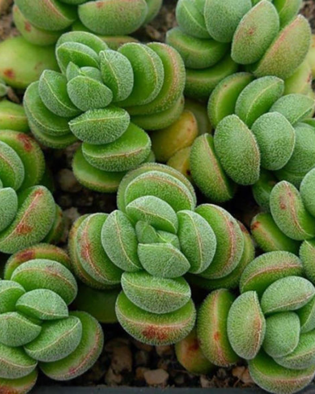 Crassula 'Angela'