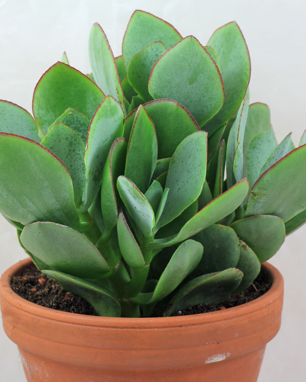 Crassula arborescens