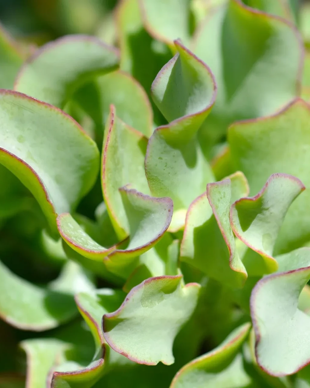 Crassula arborescens subsp. undulatifolia