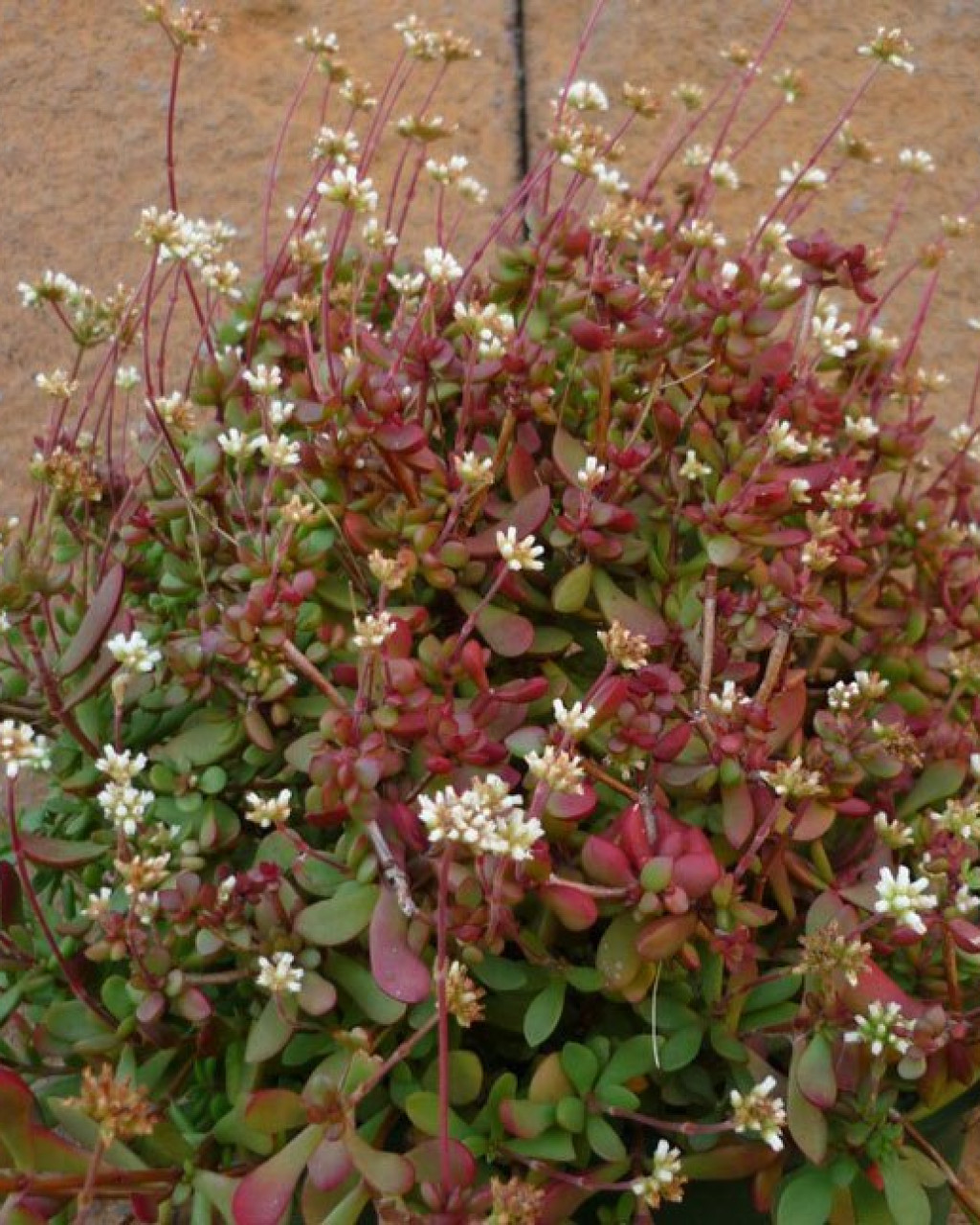 Crassula atropurpurea var. anomala