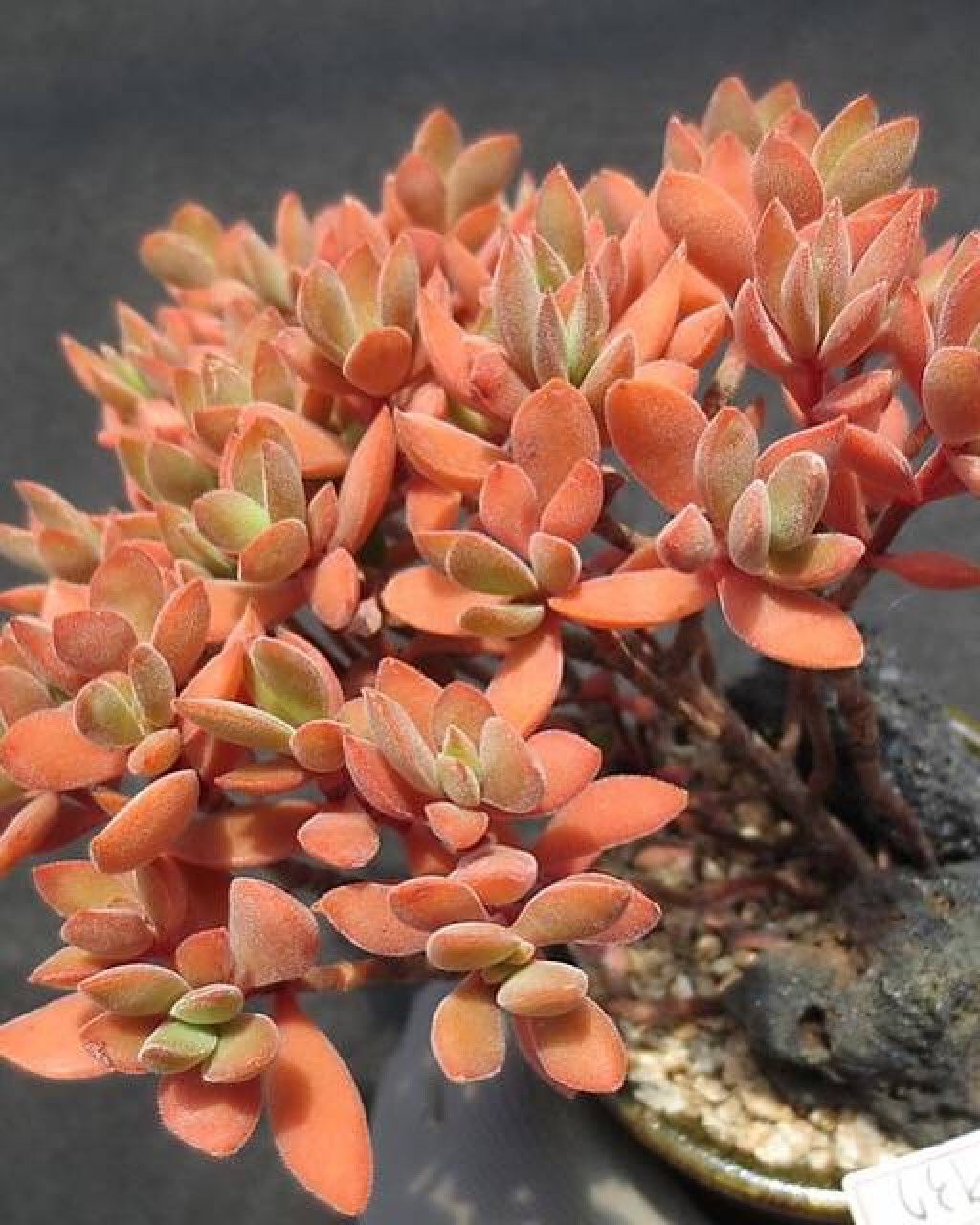 Crassula atropurpurea var. watermeyeri