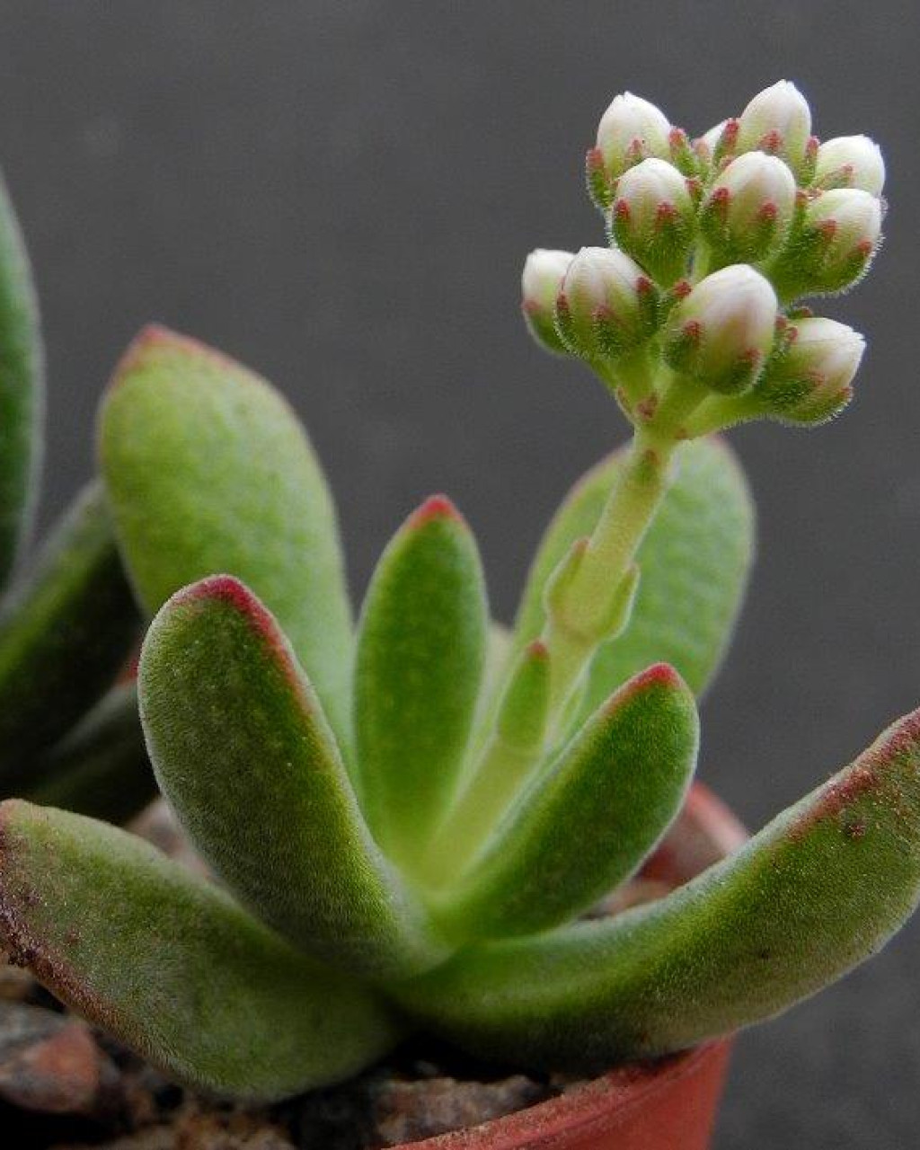 Crassula ausensis