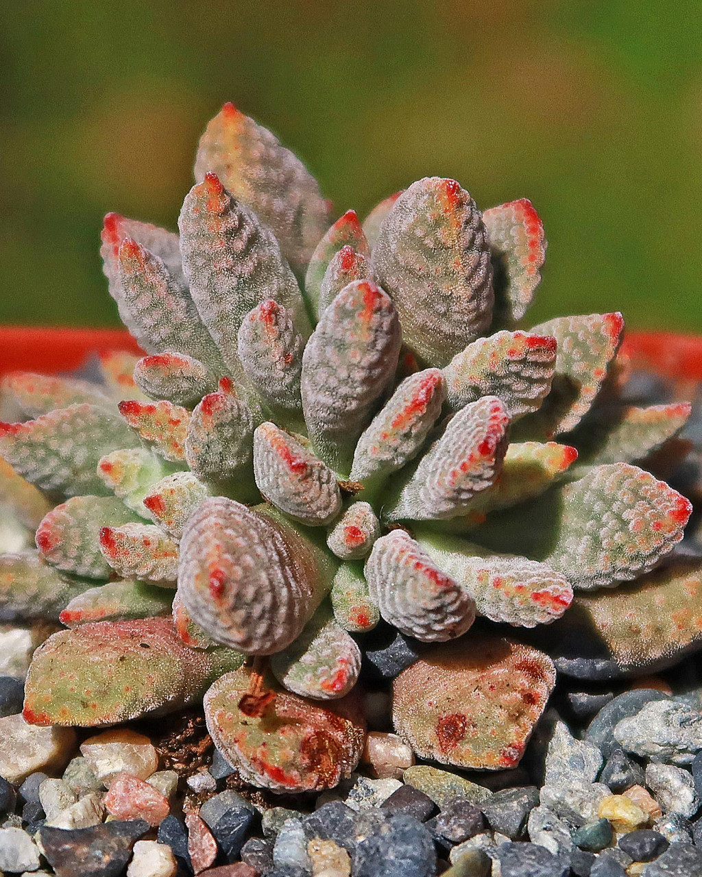 Crassula ausensis subsp. titanopsis