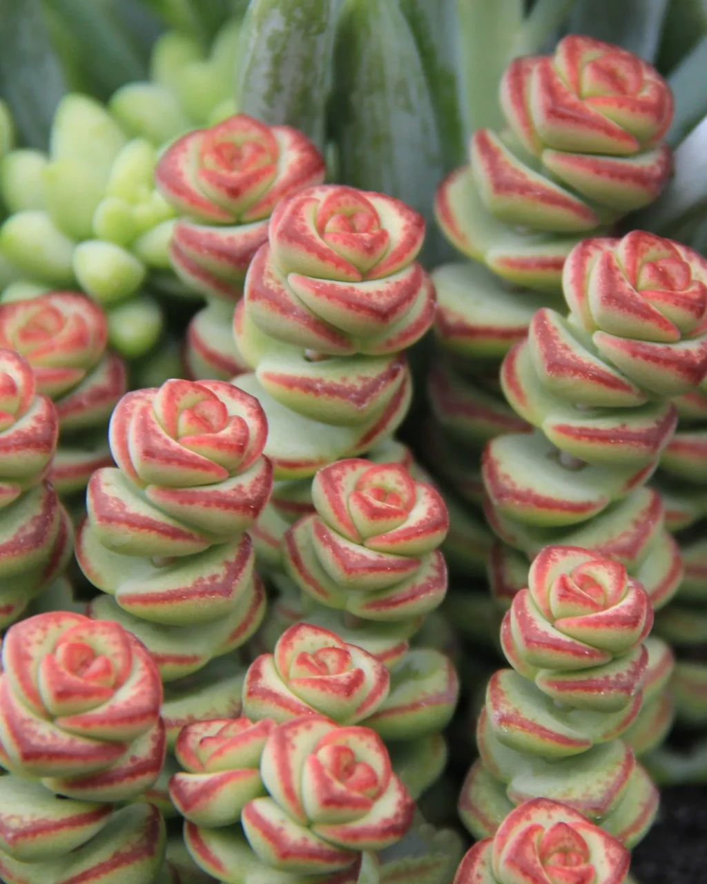 Crassula 'Baby's Necklace'