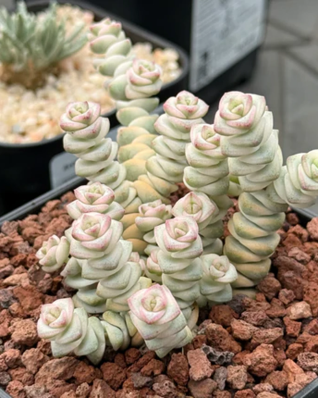 Crassula 'Baby's Necklace Variegata'