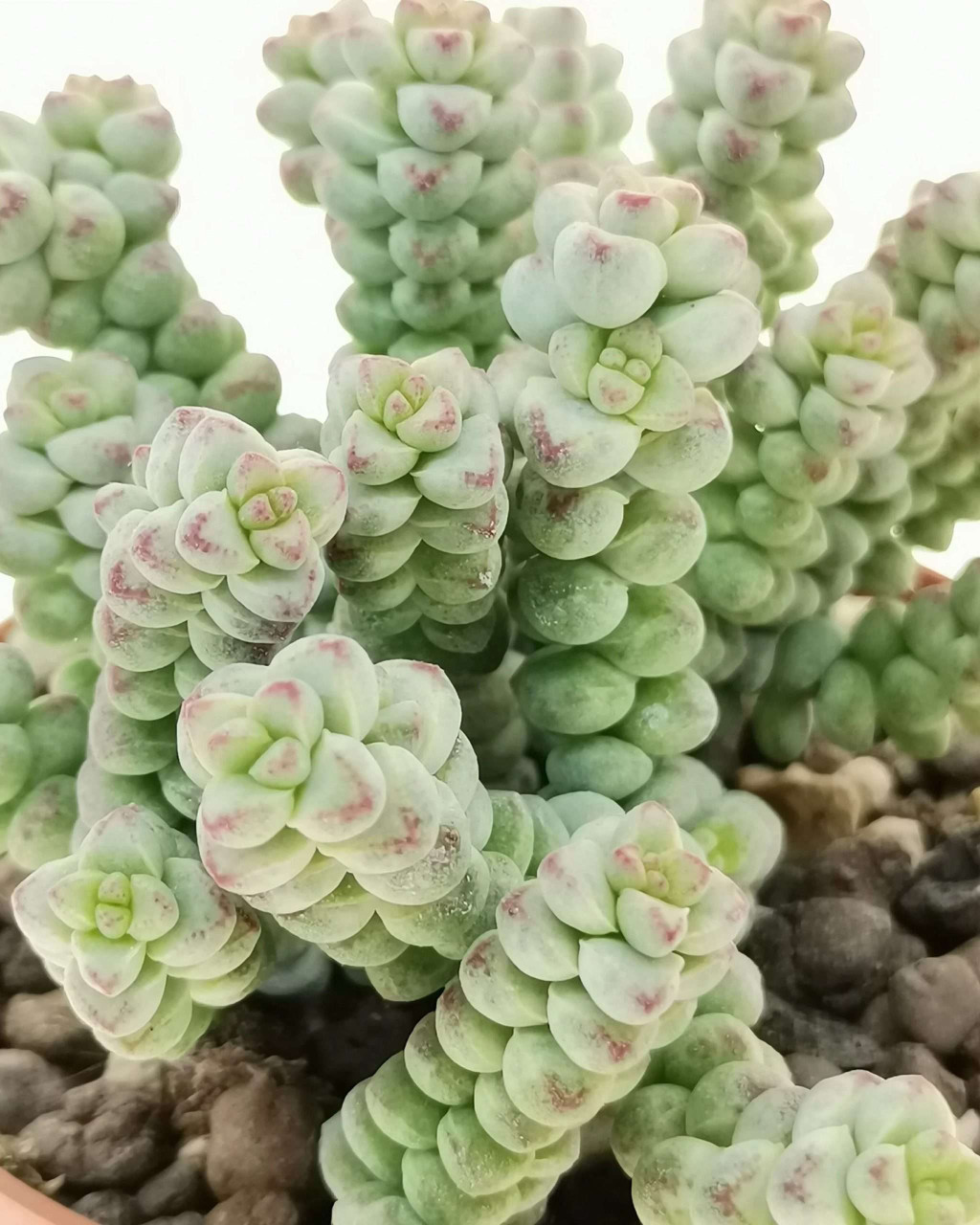 Crassula 'Baby's Surprise'