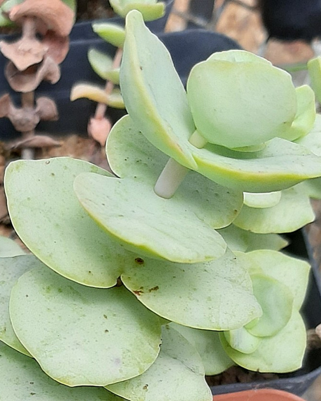 Crassula badspoortensis