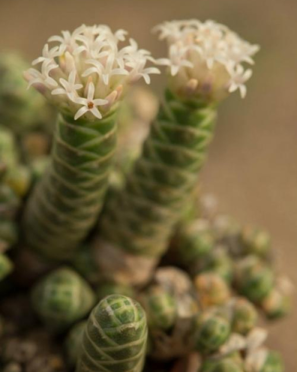 Crassula barklyi