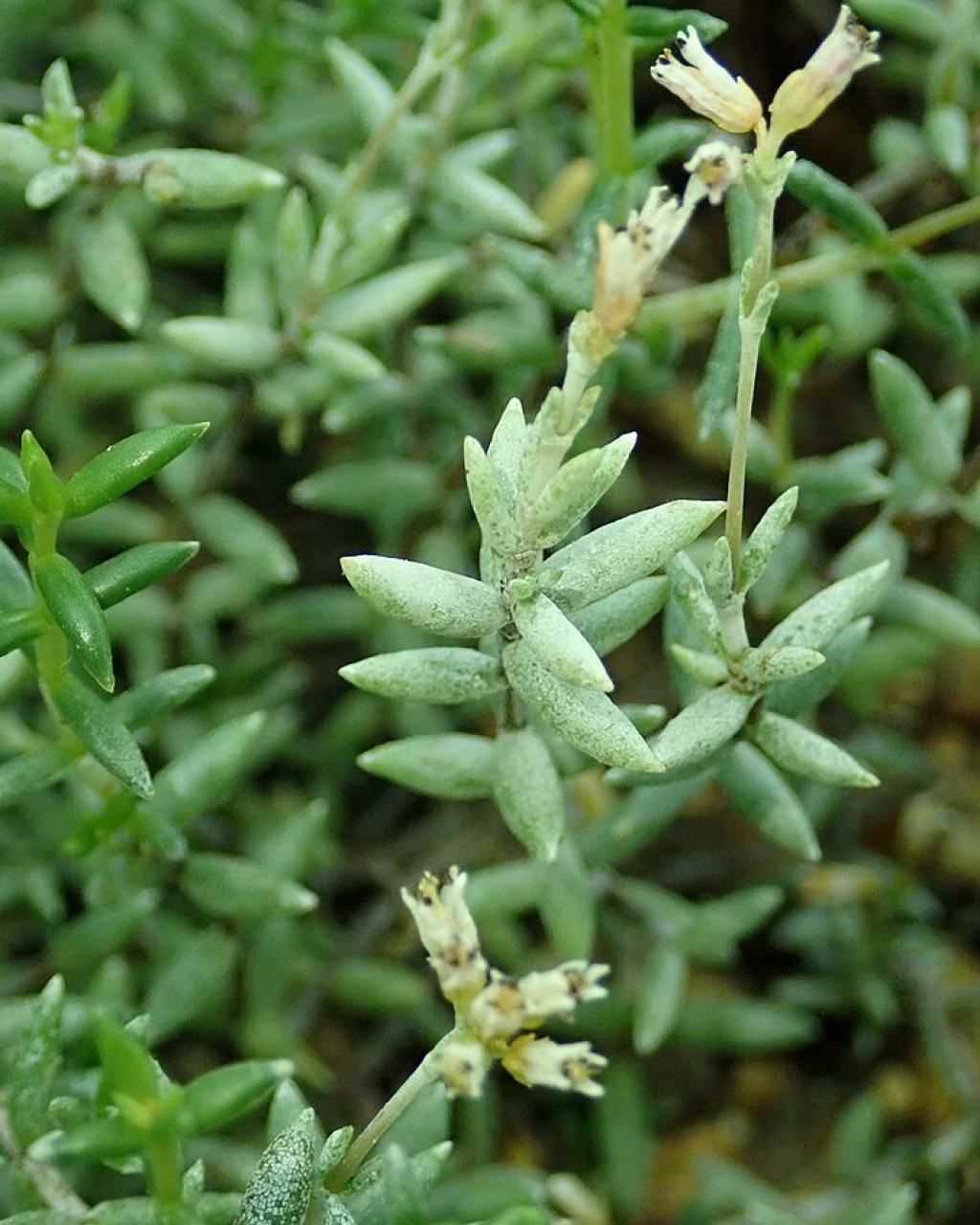 Crassula biplanata