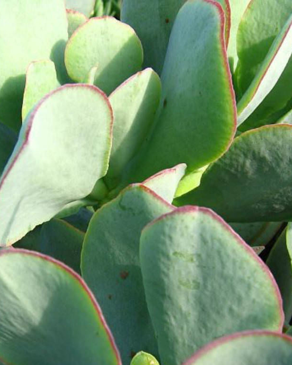Crassula 'Blue Bird'