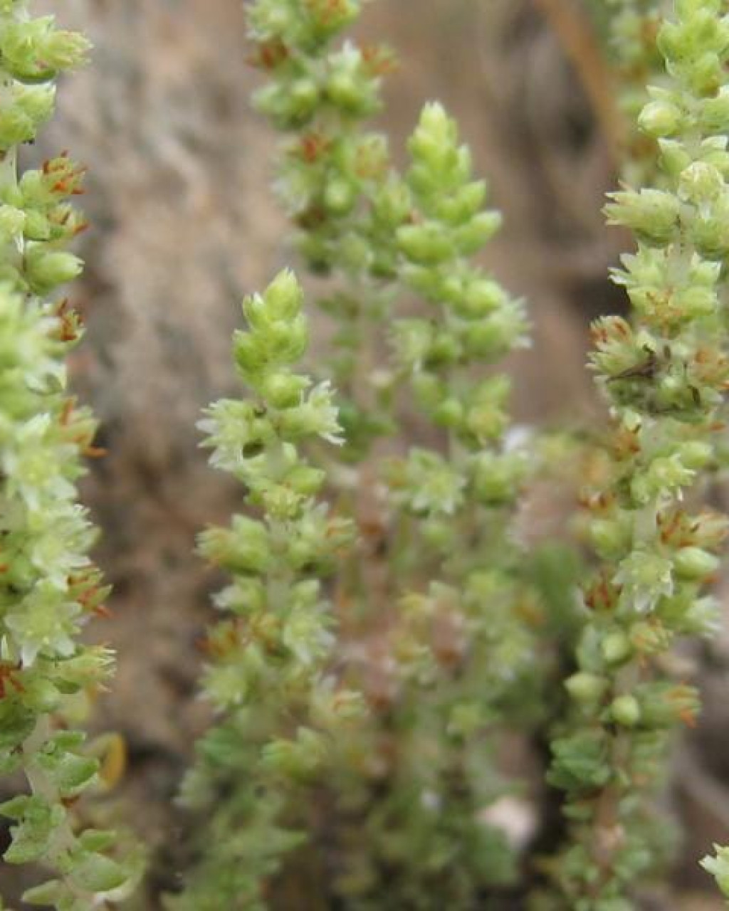 Crassula brachystachya