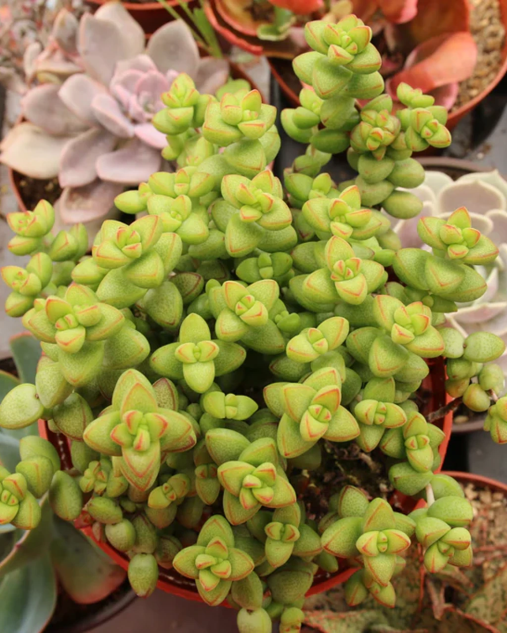 Crassula brevifolia