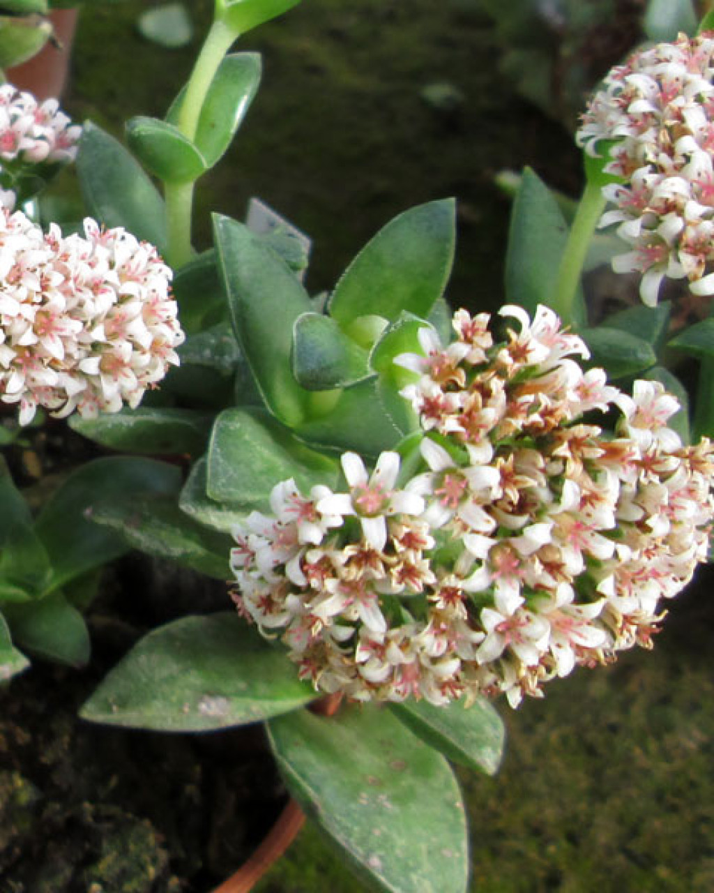 Crassula 'Bride's Bouquet'