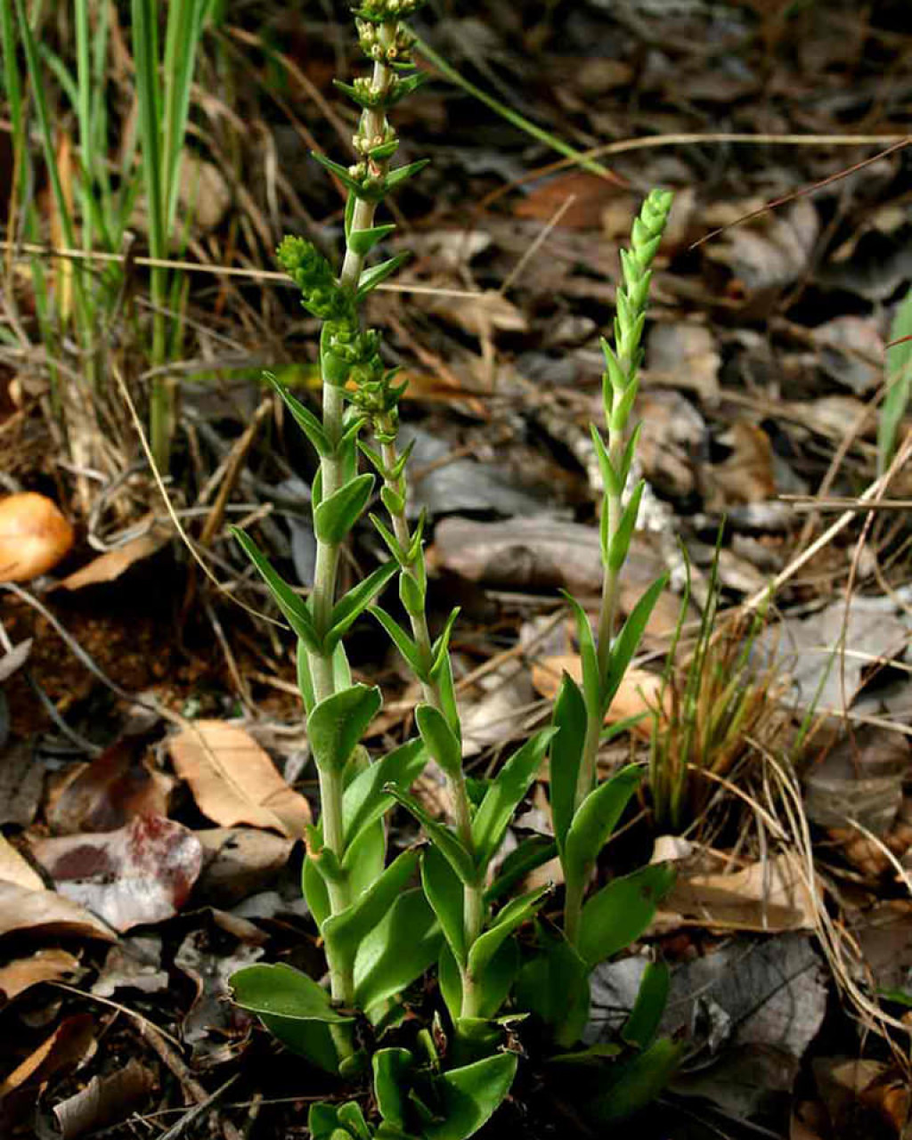 Crassula capitella subsp. nodulosa