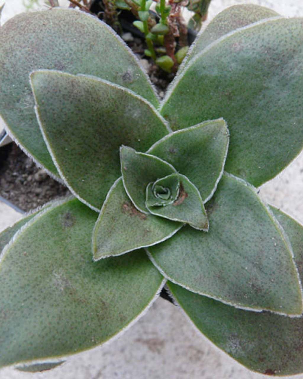 Crassula capitella subsp. sessilicymula