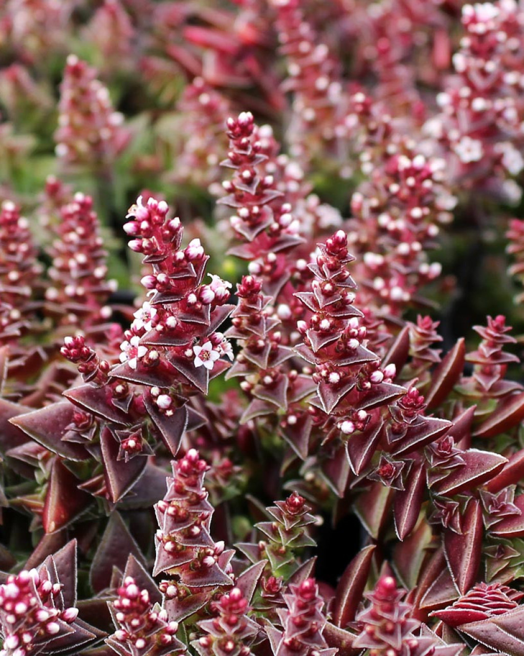 Crassula capitella subsp. thyrsiflora