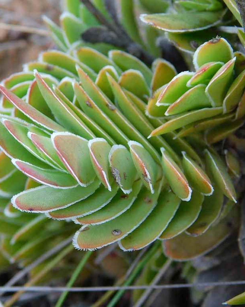 Crassula ciliata