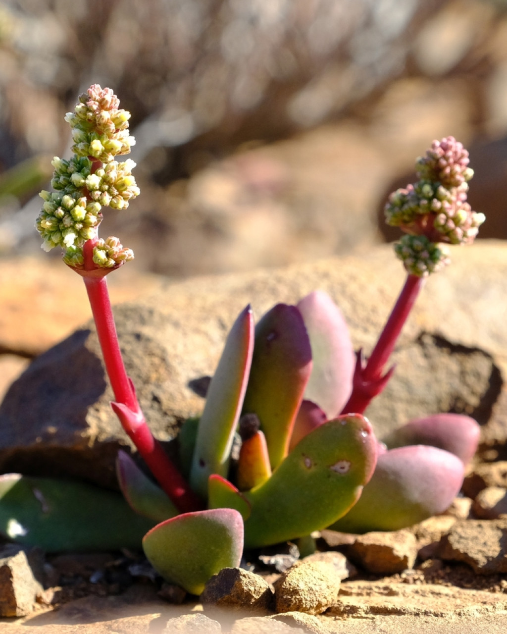 Crassula clavata