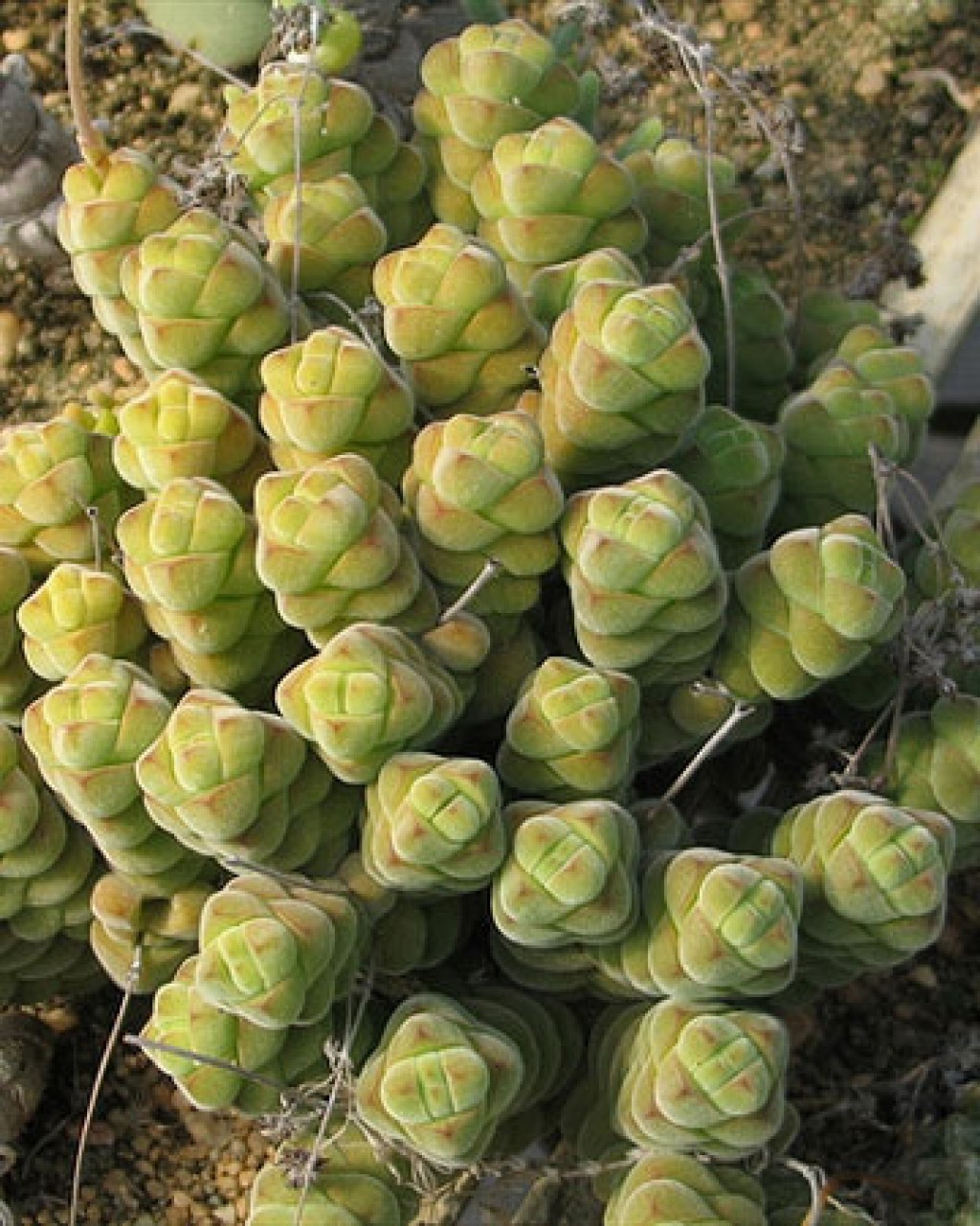 Crassula Columella