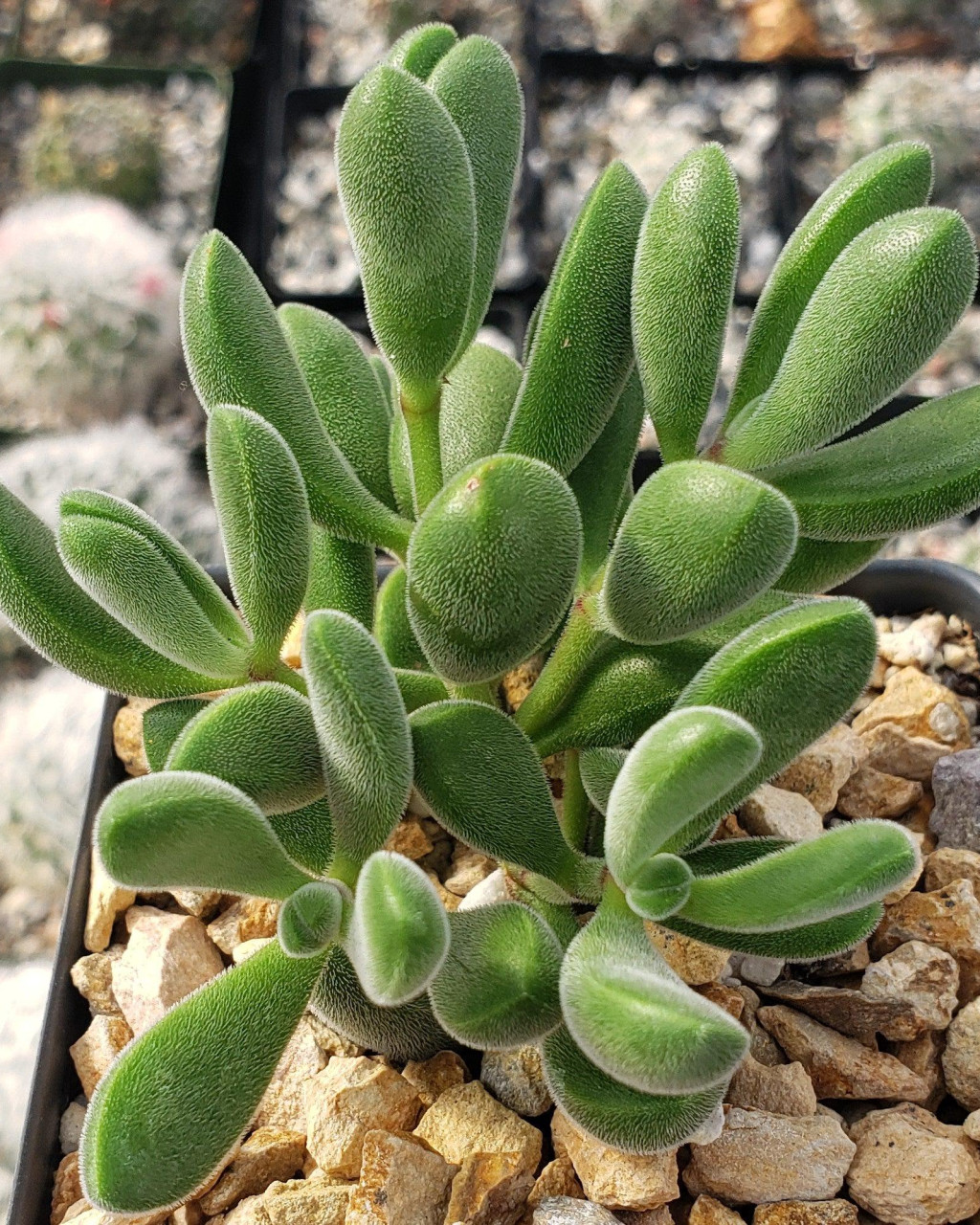 Crassula congesta