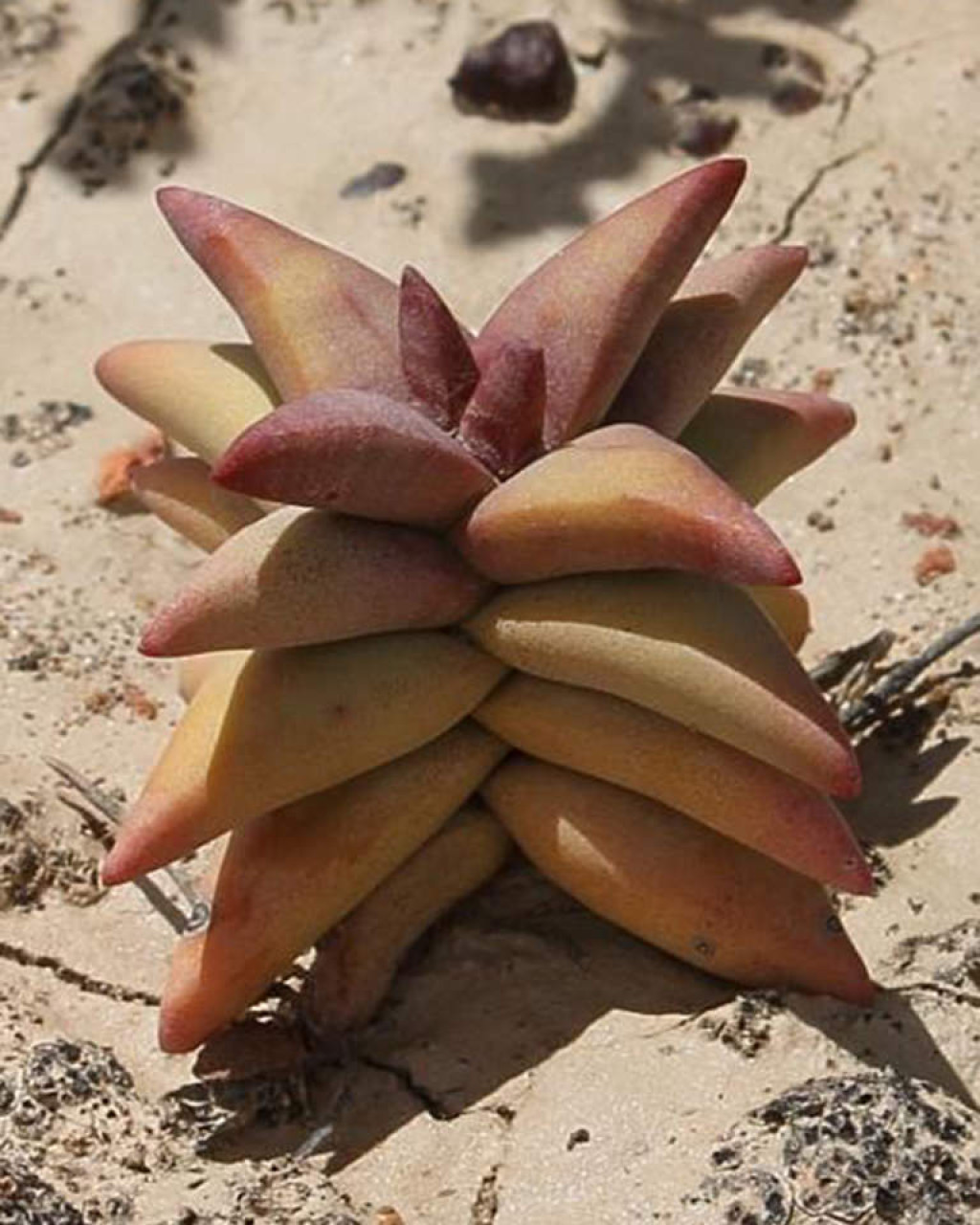 Crassula congesta subsp. laticephala