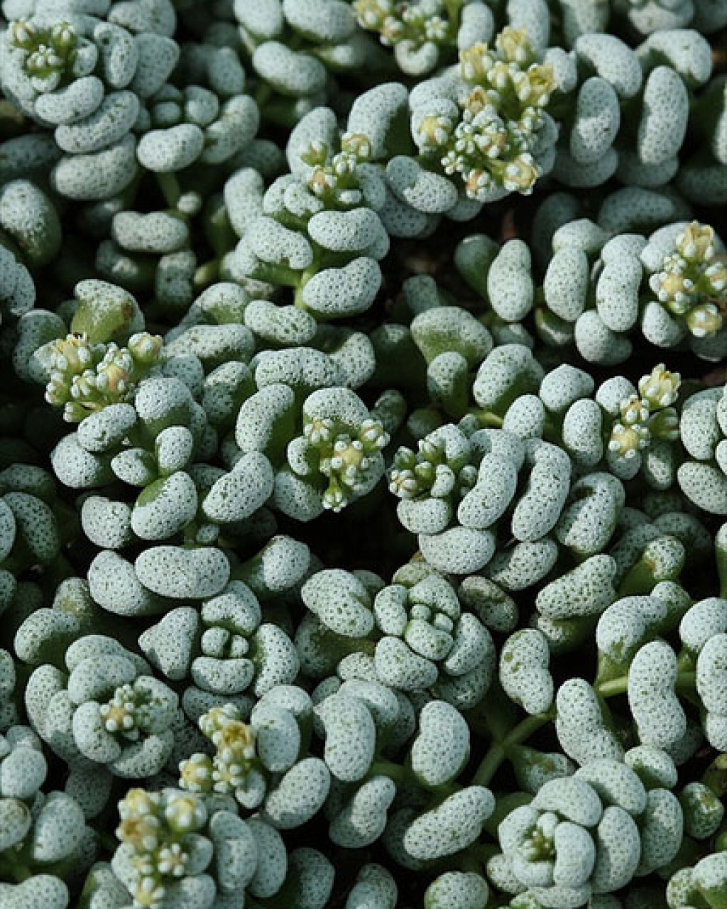 Crassula Corallina