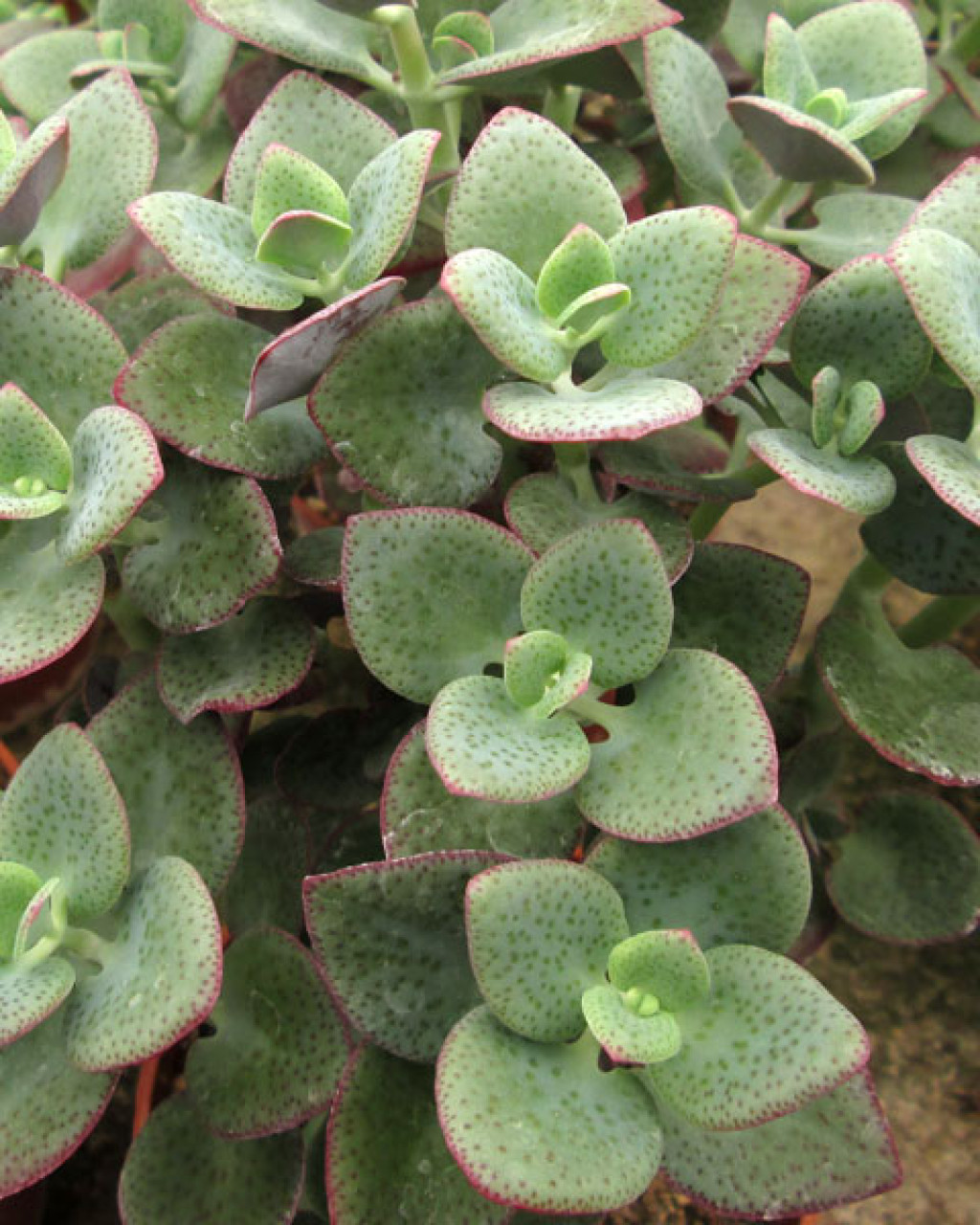 Crassula cordata