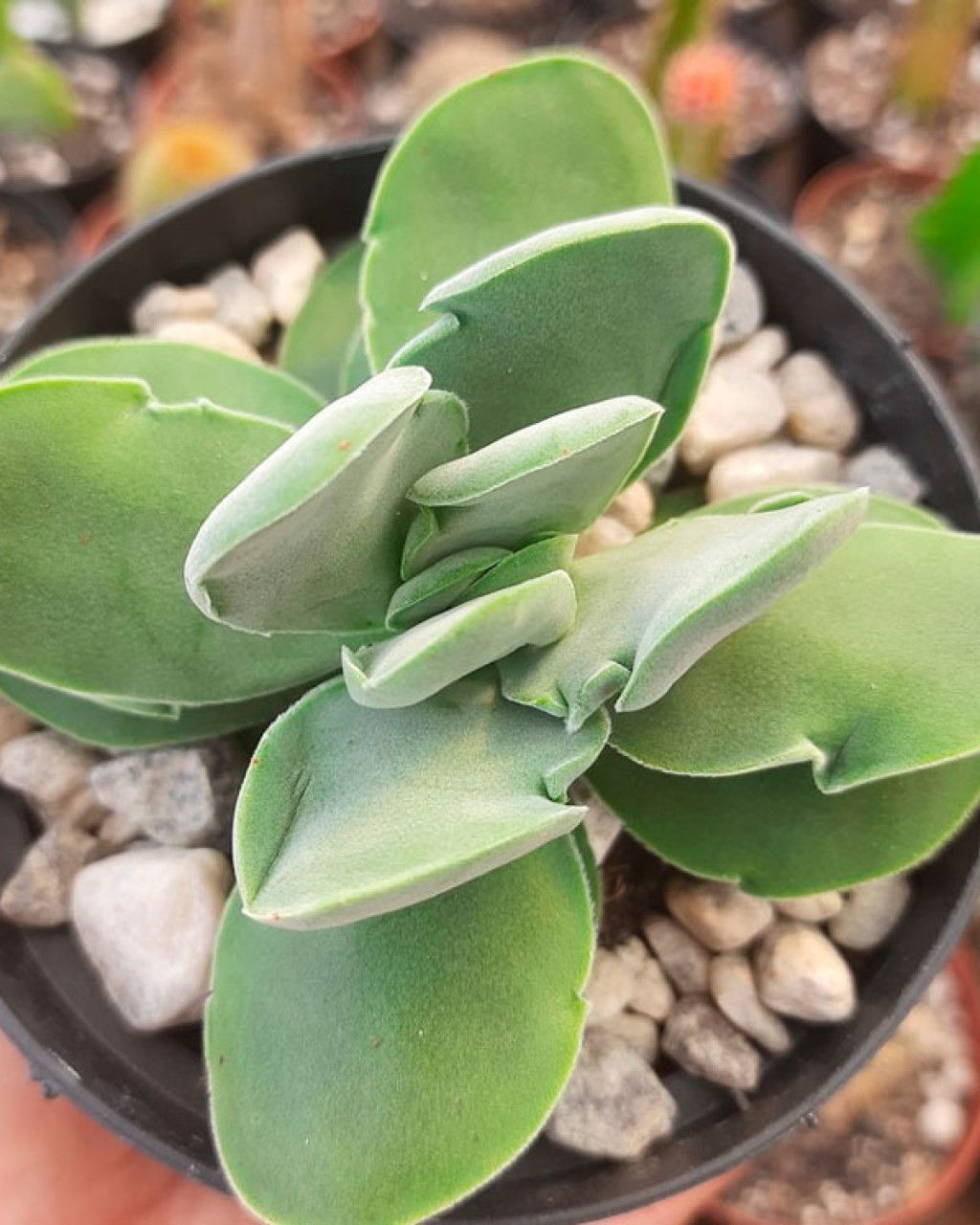 Crassula cotyledonis