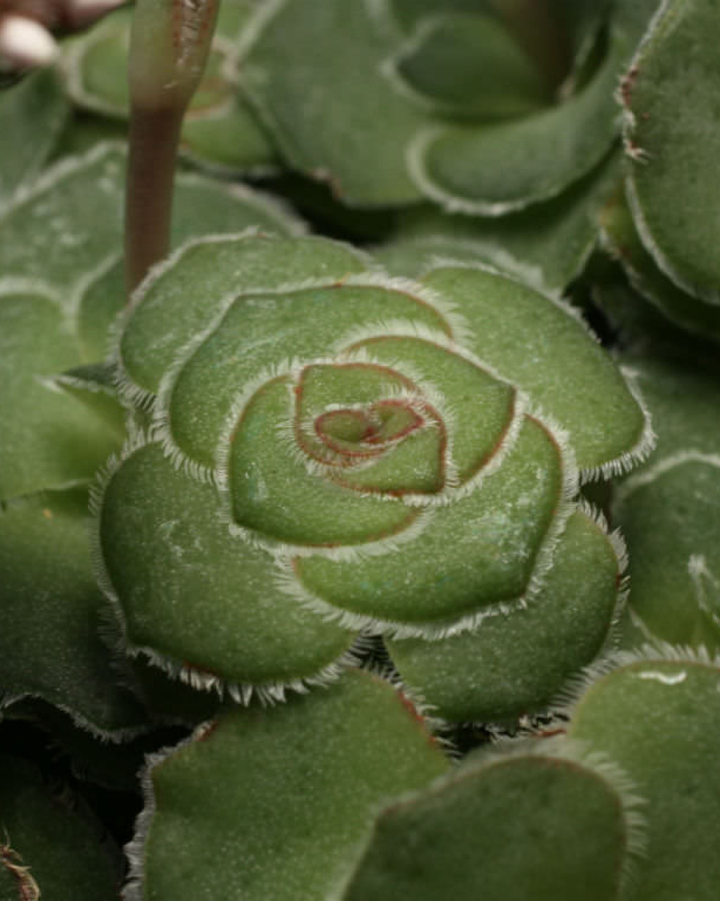 Crassula cremnophilia