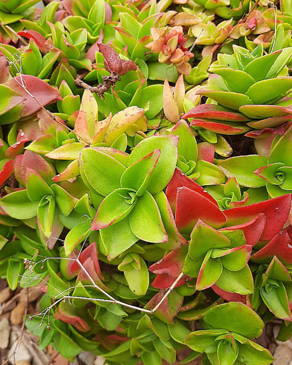 Crassula cymbiformis