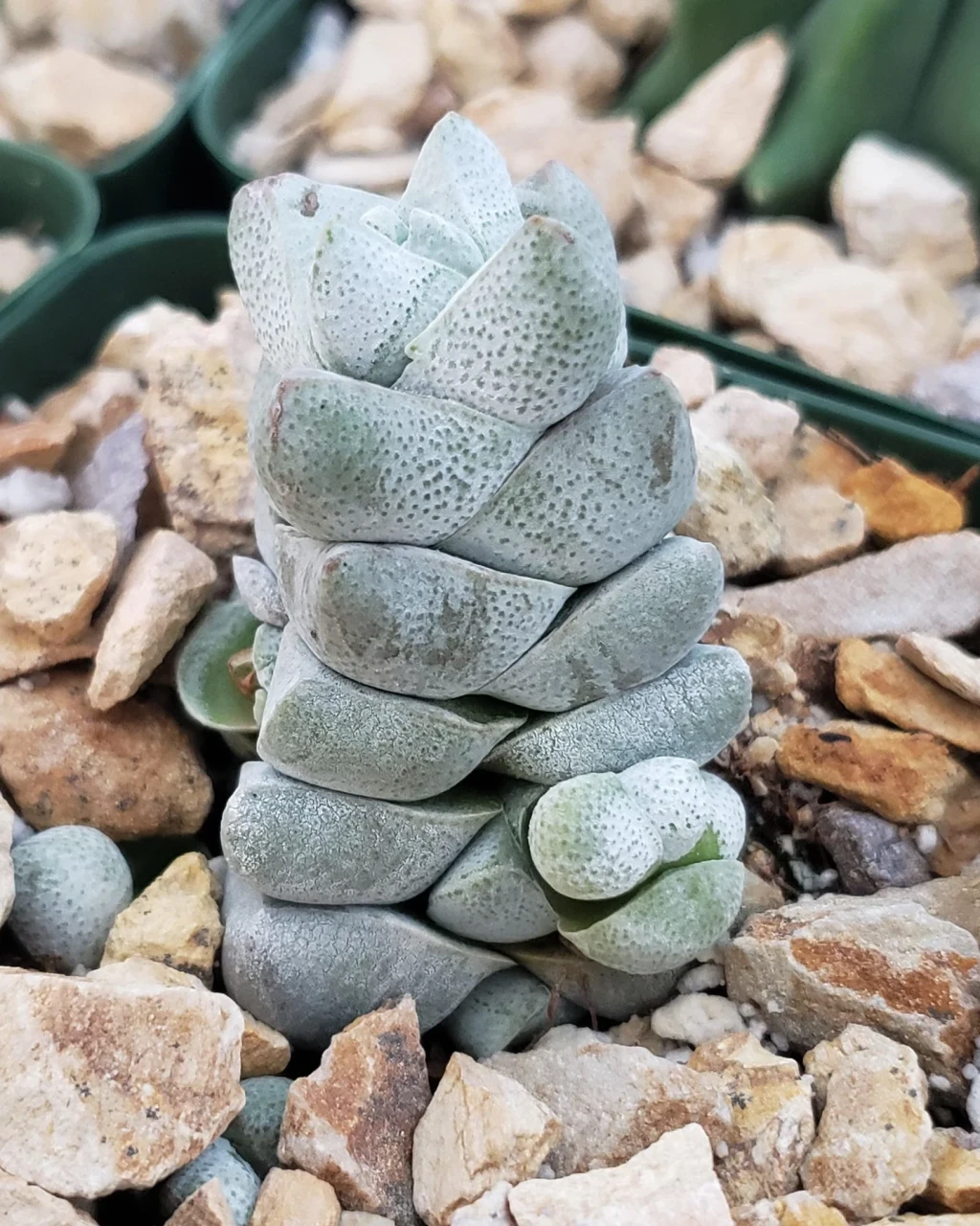 Crassula deceptor